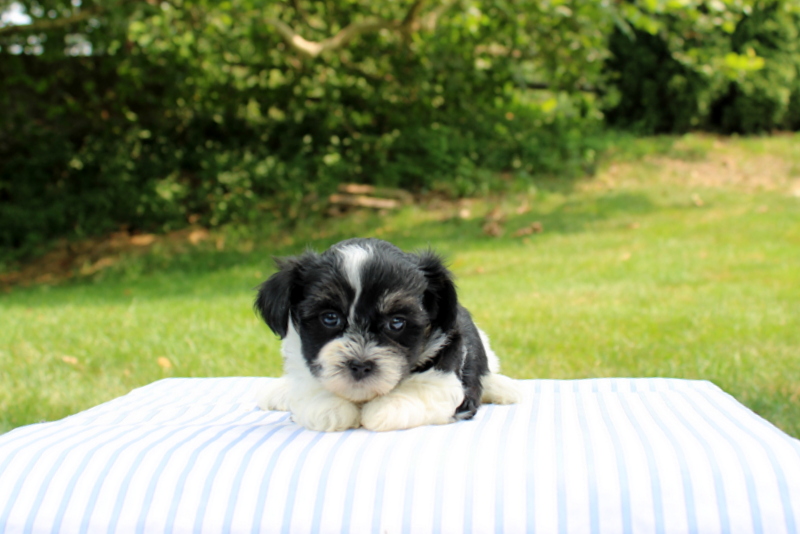 puppy, for, sale, Shi-Poo, Matthew B. Stoltzfus, dog, breeder, Gap, PA, dog-breeder, puppy-for-sale, forsale, nearby, find, puppyfind, locator, puppylocator, aca